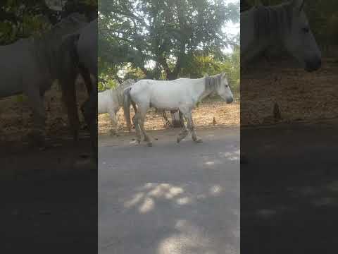 Anaya Ko Horse 🐎 Riding Karni Hai 🥳#horse #a animal lover