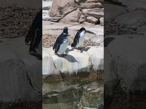 Chillin' with ADORABLE Little Penguins 🐧 Sea World Australia ✨ #ASMR #Shorts