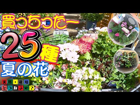 買っちったー!!【夏の花】25種類・34株今シーズン育てる夏の花をド・ドーンとまとめてご紹介します【ガーデニング】花の特徴・育て方・園芸