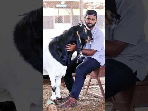 lovely 🌹😍🌹😍#love #goat #cow #animals #eidulazha #bakramandi #bull #viral #trending #trendingshorts