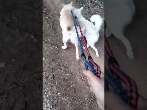 29 กรกฎาคม ค.ศ. 2025