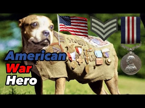Sgt. Stubby - An American War Hero And Most Decorative Dog Of WW1 🏅