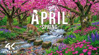 April 2026 – Spring Flowers 4K 🌸 Floral Wonderland, Cherry Blossoms and Peaceful Morning