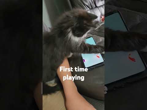 Cute kitten playing