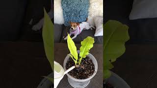 #ฟิโลใบเลื่อยสีทอง#philodendron golden tiger tooth#philodendron#ฟิโลเดนดรอน#shortsvideo#shortvideo