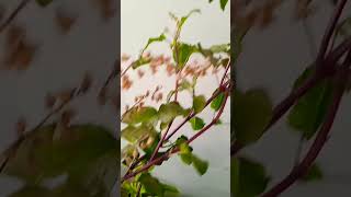 #pradeepmishrakeupay #gardening #plants #pardeepmishrakeupay #tulsi #youtubeshorts