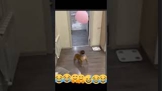 #youtubeshorts #cutedog #funny