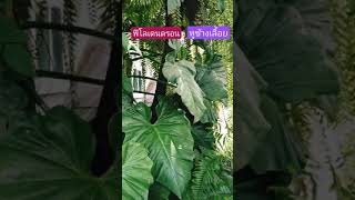 ฟิโลเดนดรอน​ หูช้างเลื้อย​ Philodendron Giganteum ไม้ใบเขียว​ ไม้ประดับ​ จัดสวน