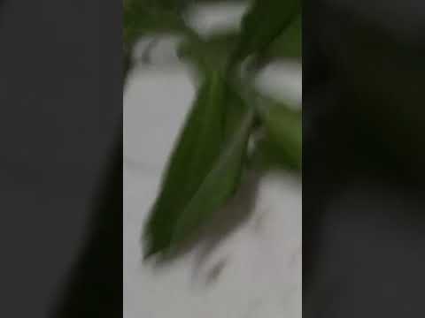 snake released