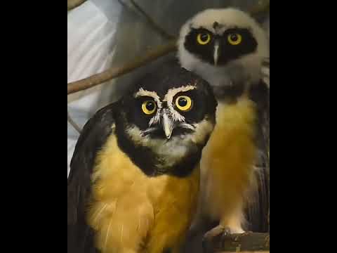 Spectacled owl is very Beautiful #short #birds  #Spectacledowl