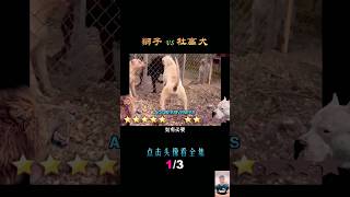 Dogo Argentino fight  A Fierce Protector with a Heart of Gold