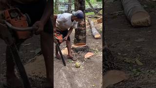 cutting down the oldest coconut tree is fun#chainsaw#woodworking#tree#coconuttree