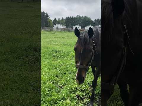 挨拶に来てくれたタイトルホルダー#競走馬