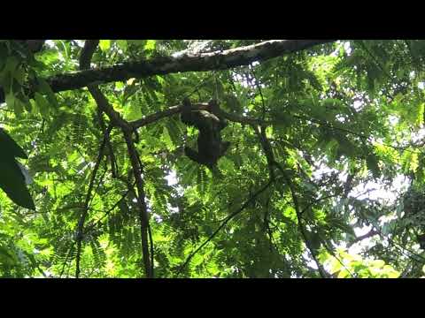 Sloth Climbs a Tree at Manuel Antonio National Park in Costa Rica