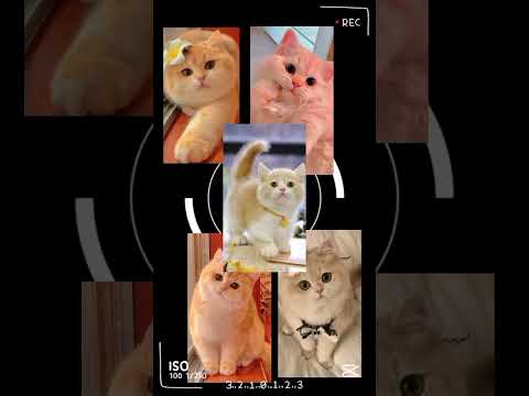 lovely cate | #catvideo#cutecat #catlover#catlife