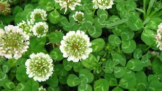 Luck plant 🌿🍃|The white clover |Trifolium Repens |Herbaceous perennial plant 😳#shorts #fyp #lucky