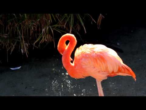 Flamingo [HD - 720p] - Royalty Free Video Download