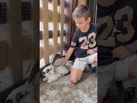 🐰Funny Facts About the Biggest Rabbit! 💫#shorts
