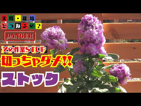 実践・栽培・どうなるの？【from present future？】その作業STOP！切っちゃダメ!!モコモコ【ストック】にしましょう！植え方・育て方・育ち方【園芸】