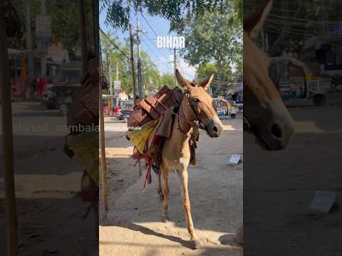 ബീഹാർ🫡 #travel #travelvlog #transportation #shifting #india