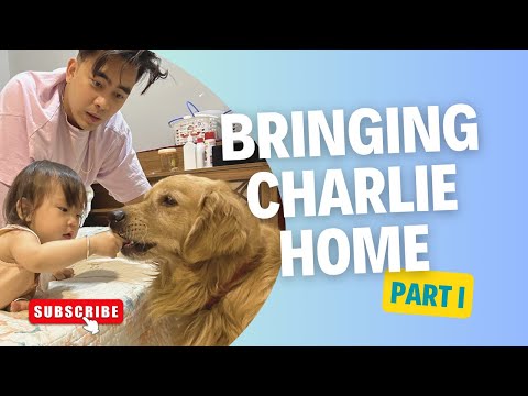 Bringing Charlie Home - part 1/ Reuniting with our dog after 1year🦮🤍