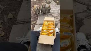 monkeys fighting over bread or cats? #trending #monkey #cat #subscribe