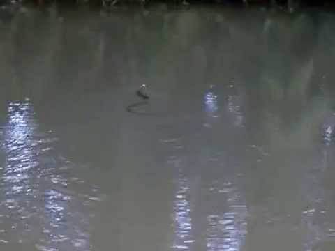 Grass Snake Swimming Near Saddington Tunnel