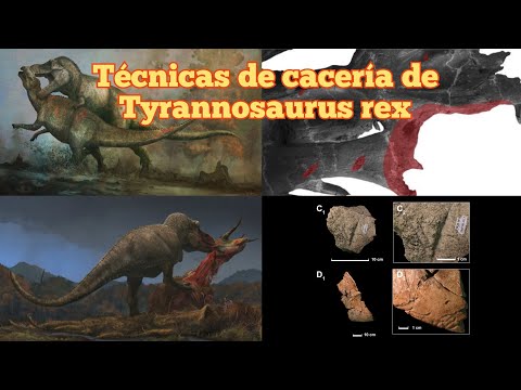 Técnicas de cacería de Tyrannosaurus rex basado en la evidencia fósil y los estudios científicos