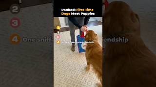 Ranked First Time Dogs Meet Puppies