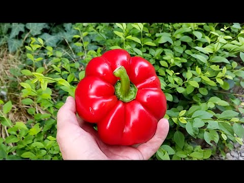 Water Peppers With THIS for Record-breaking Harvests!