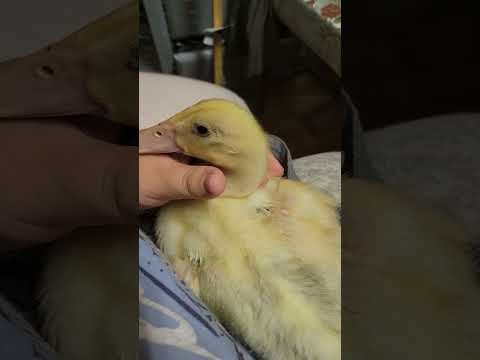Flashback to indoor ducks #messyduck #duck #indoorduck #cuteanimals