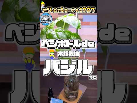 [Grows even in the rainy season] I found the ultimate hydroponic cultivation kit called VegiBottl...