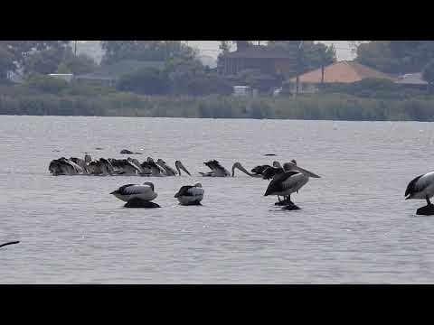 2020.02.06 Pelicans  Elton Y  1080