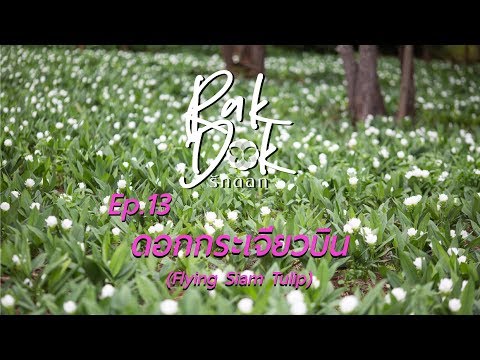 RakDok Ep. 13 l ดอกกระเจียวบิน ( Flying Siam Tulip) รักดอก