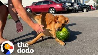 Dog LOSES It Over Watermelons | The Dodo