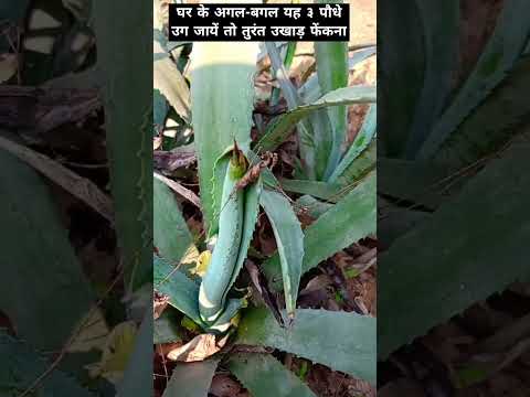 घर🏡 के अगल-बगल यह ३ पौधे उग जायें🌳तो तुरंत उखाड़ फेंकना😱#shorts#plants#astrology#trending #vastutips