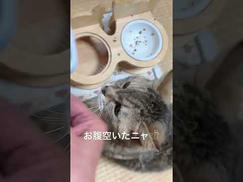 今日の晩ご飯🍚 #cat #猫のいる暮らし #猫のいる生活 #ねこ #ねこ部 #保護猫 #猫好きさんと繋がりたい