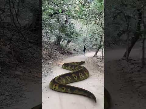 Big Anaconda chase 7 #short #anaconda #snake #bigsnake #snakevideo #nagin @vikkubhadana