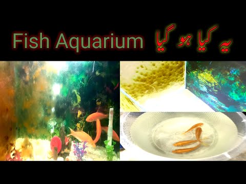 Fish Aquarium home | Fish Aquarium Service | Fish Aquarium Cleaning