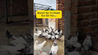 || Rain Had a Great Time😭 || #minivlog #pigeons #kabutar #kabootar #kabootarbazi