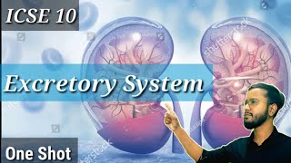 The Excretory System | ICSE Class 10 | The Excretory System One shot | #biology #excretory_system