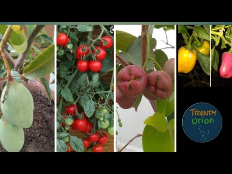 Kitchen Garden At home/Kitchen Gardening/My Kitchen Garden on Terrace - Trendy Orion