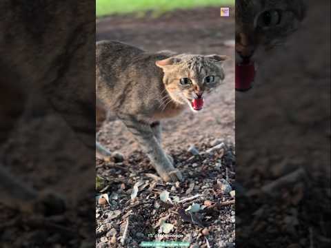 Why Do Pet Cats Bite Their Nails? 🐱💡 #shorts #video #viralvideo #reels #factpoint