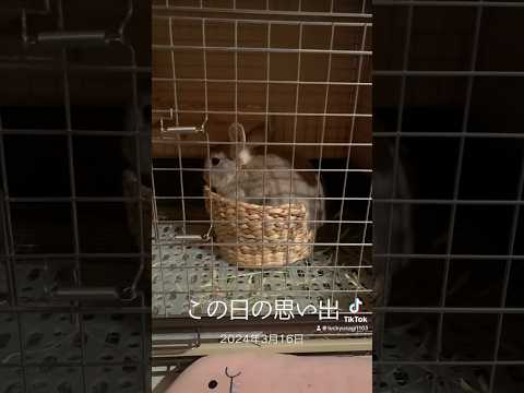 おやつ待ってた1年前の愛兎ラッキー #rabbit #bunny #うさぎ