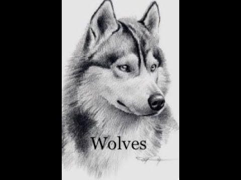 Fun Facts About Wolves!