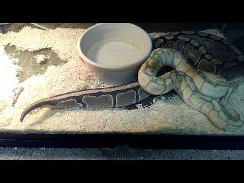 Ball Python Tail Waging 1 - BGE