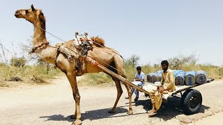 Pakistan Village Morning Routine In No Water | Traditional Village Food | Desert Village Life