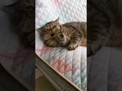 very funny video yaer 2022 ❤️ cutt cat video
