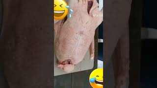 Shorts Funny|Hindi Funny Videos| Funny Videos|Funny Shorts