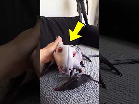 4 Strangest Animals You’ve Never Seen Before #cuteanimal